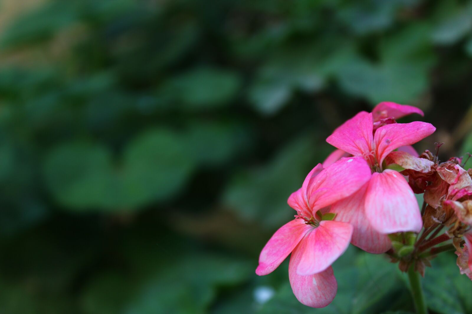 Canon EOS 600D (Rebel EOS T3i / EOS Kiss X5) sample photo. Flower, pink, natur photography