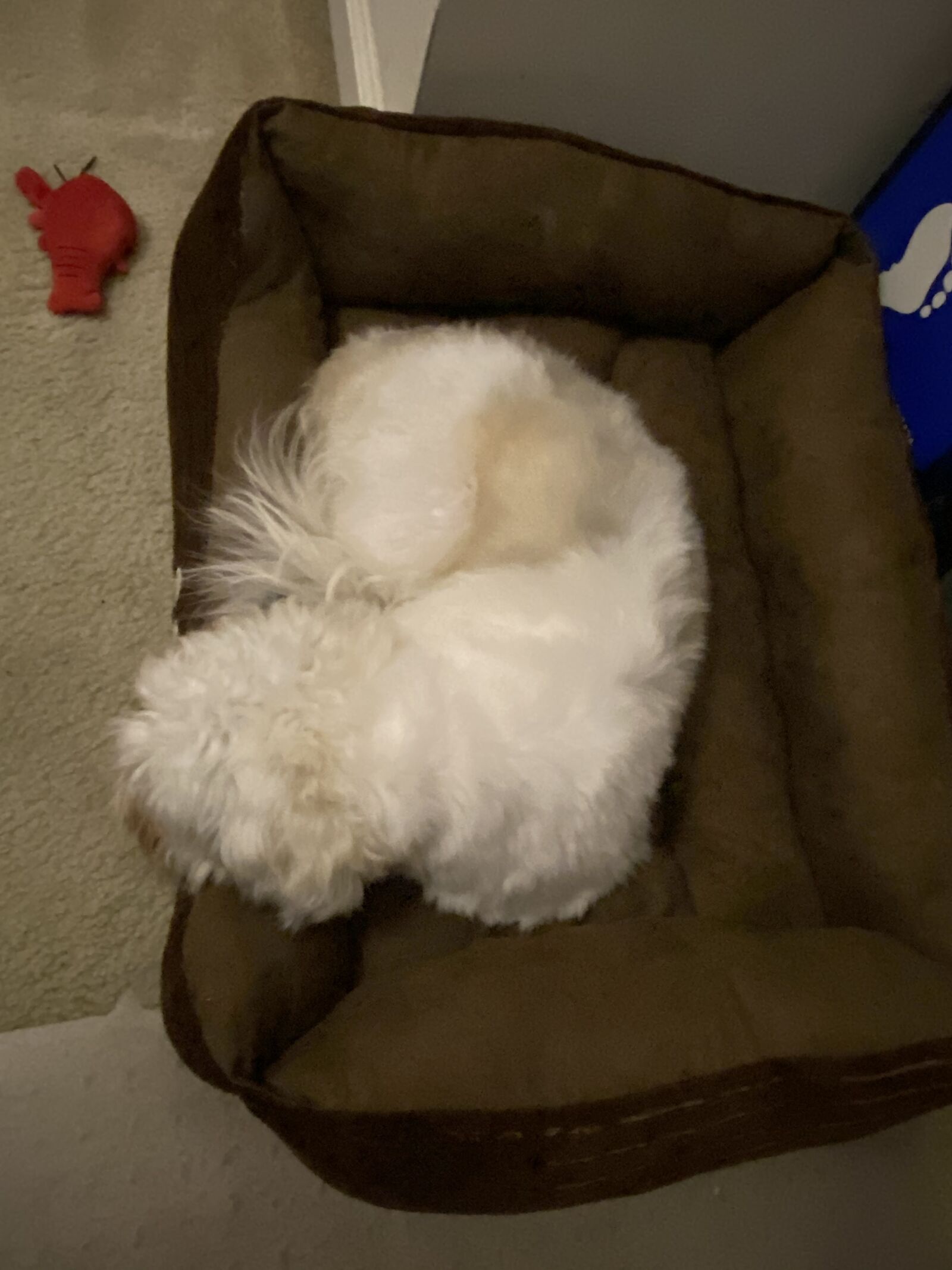 Apple iPhone 11 Pro Max sample photo. Dog, shih tzu, sleep photography