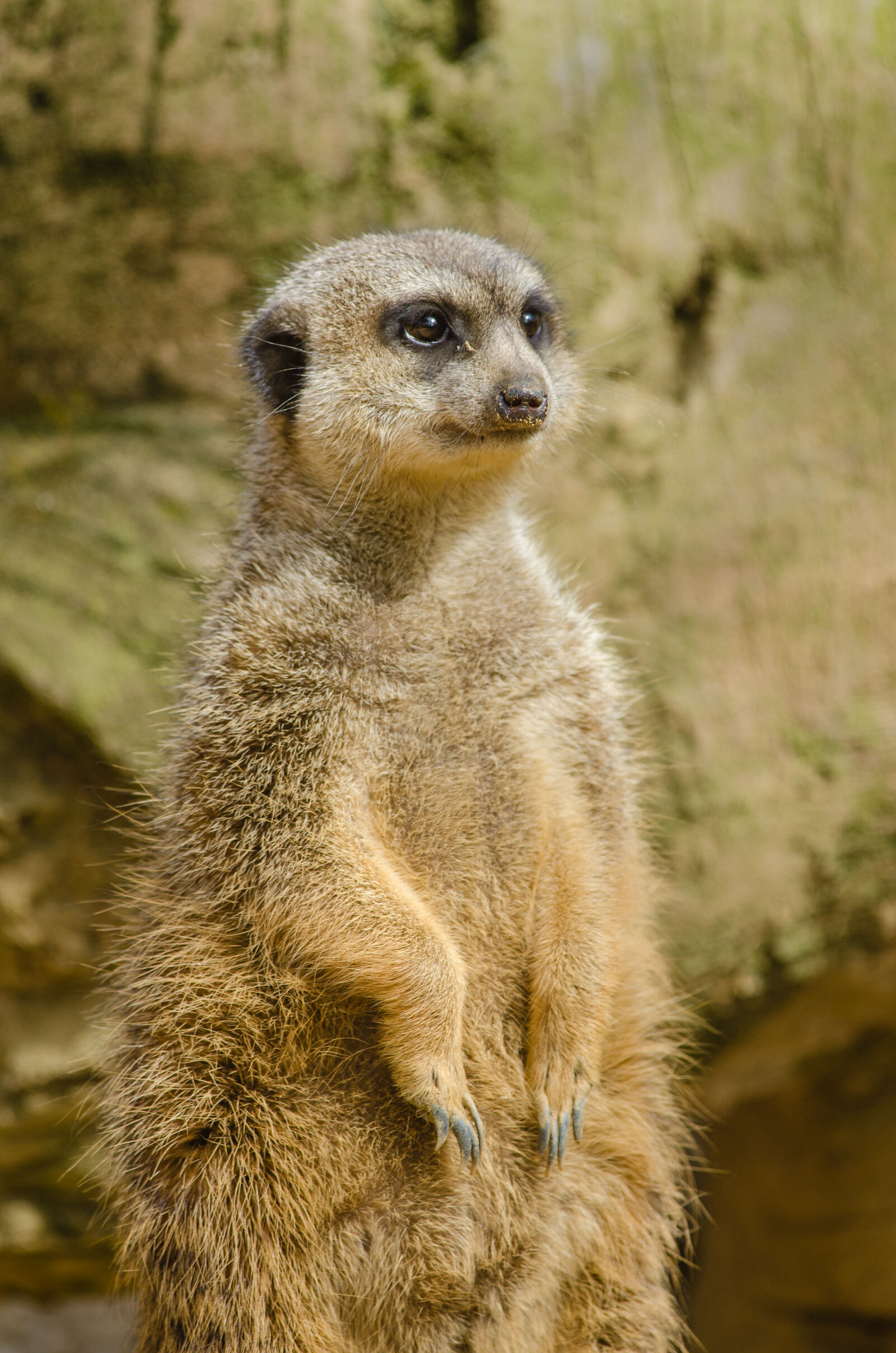 Nikon D7000 + Sigma APO Tele Macro 300mm F4 sample photo