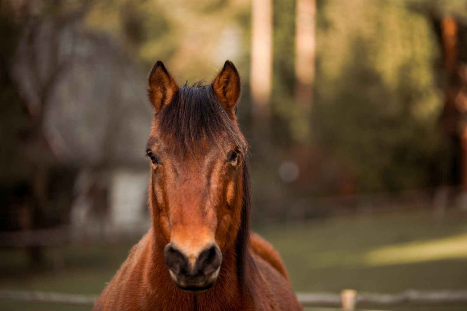 Canon EOS 6D sample photo. Animal, horse, horses photography