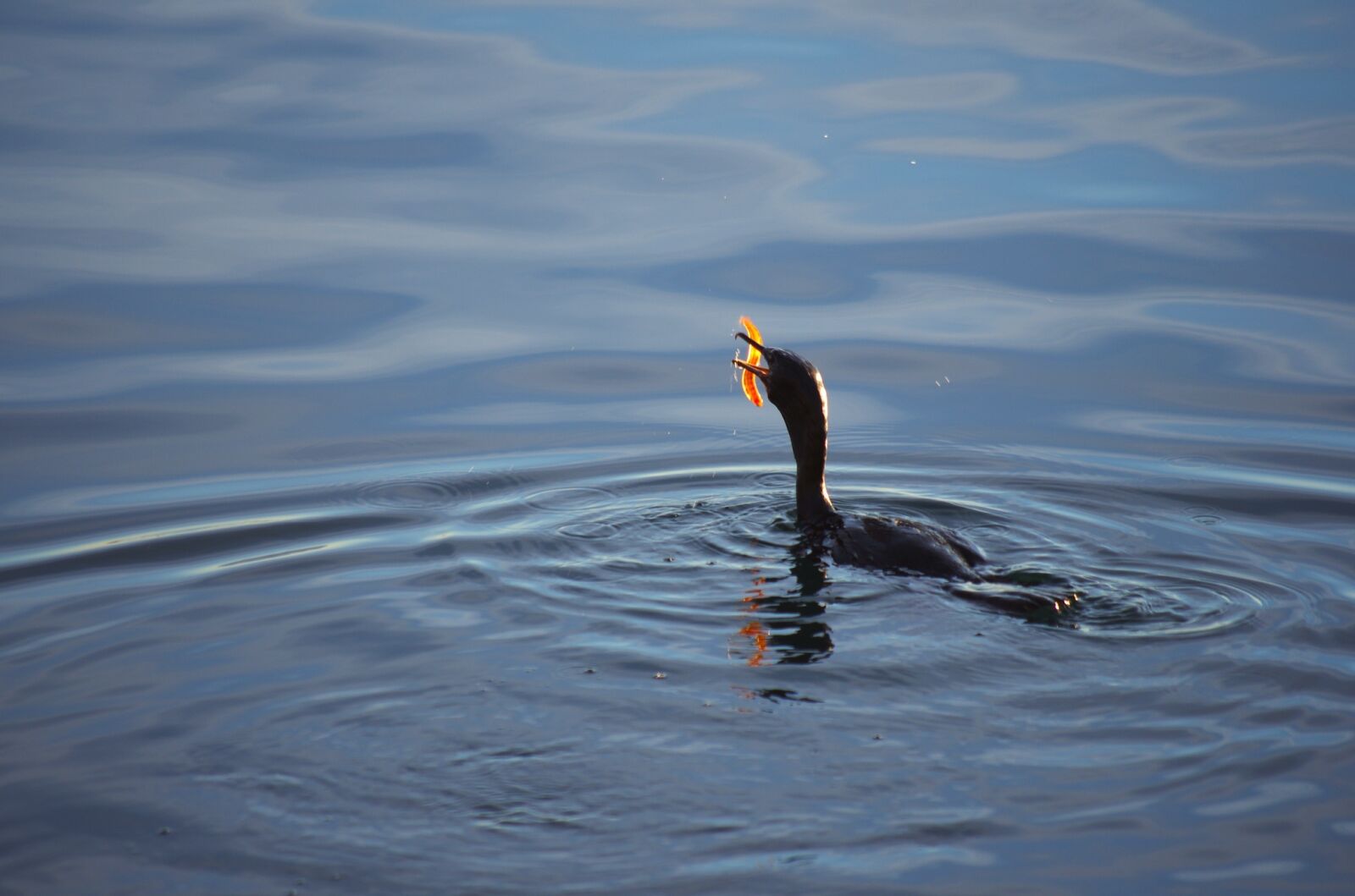 Pentax K-5 sample photo. Cormorant, bird, sea photography