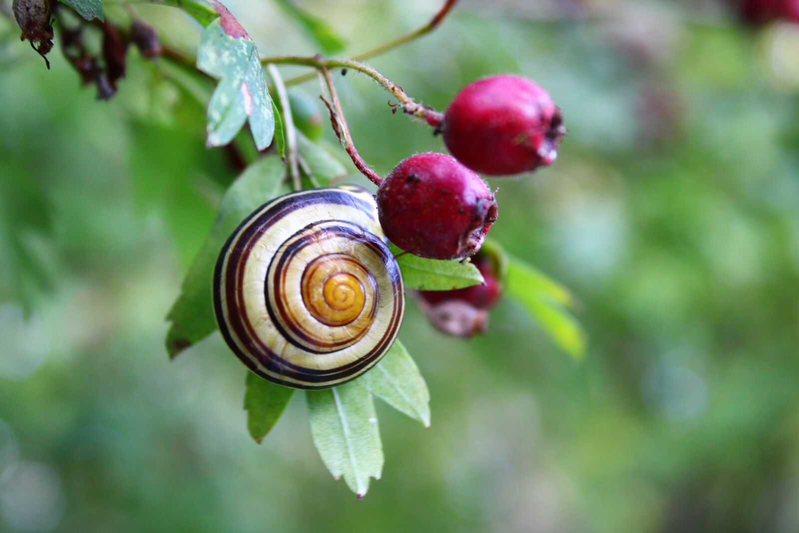 Canon EOS 2000D (EOS Rebel T7 / EOS Kiss X90 / EOS 1500D) sample photo. Snail, mollusk, shell photography