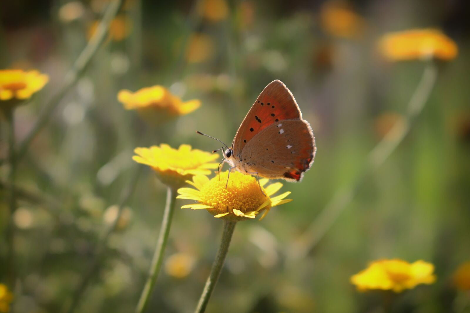 Canon EOS 700D (EOS Rebel T5i / EOS Kiss X7i) sample photo. Butterfly, nature, macro photography