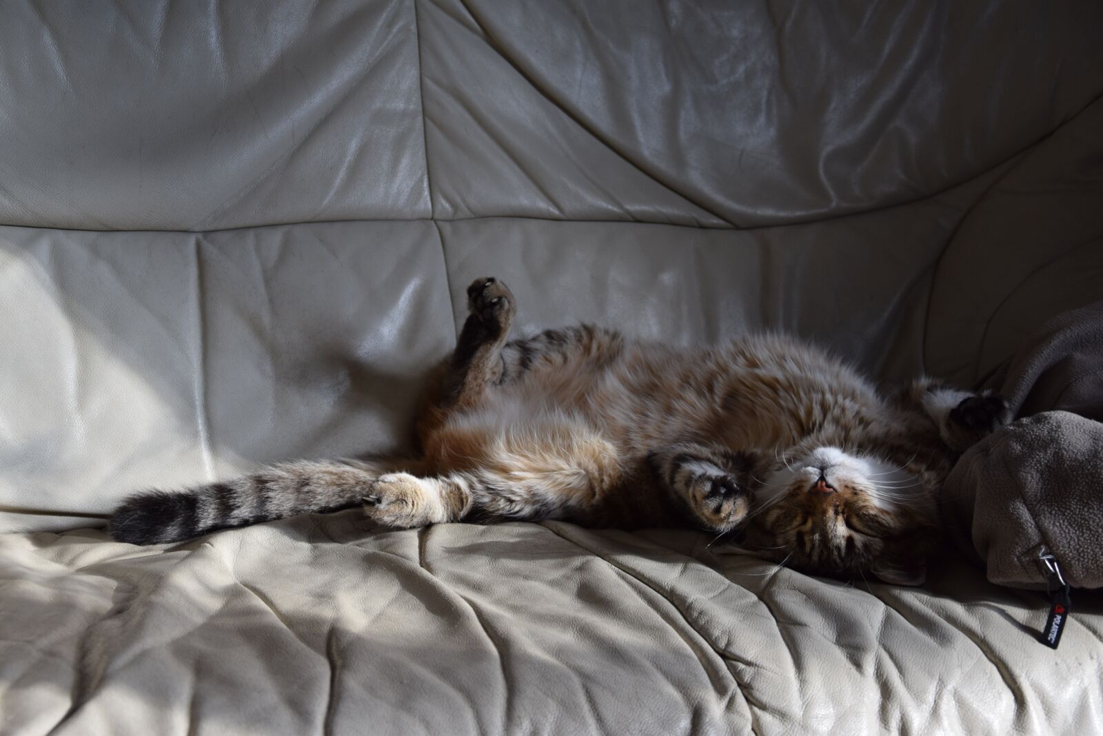 Nikon D5300 sample photo. Cat lying, feline, domestic photography