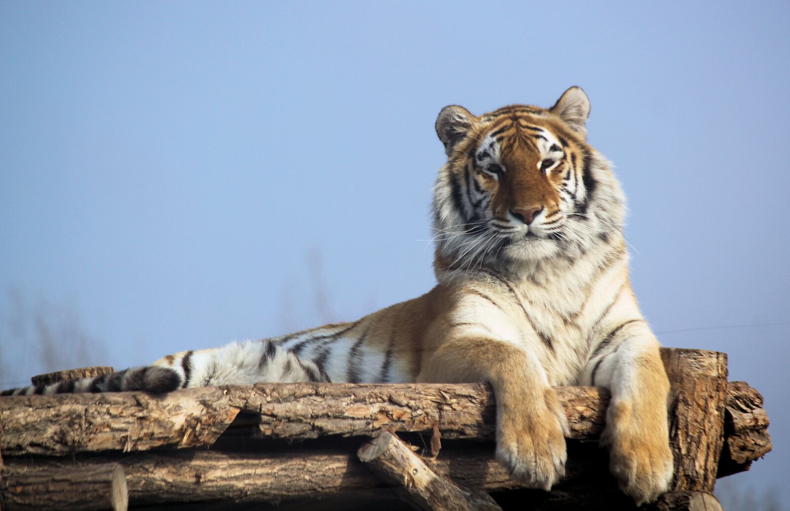 Canon EOS 550D (EOS Rebel T2i / EOS Kiss X4) sample photo. Tiger, indian, beast photography