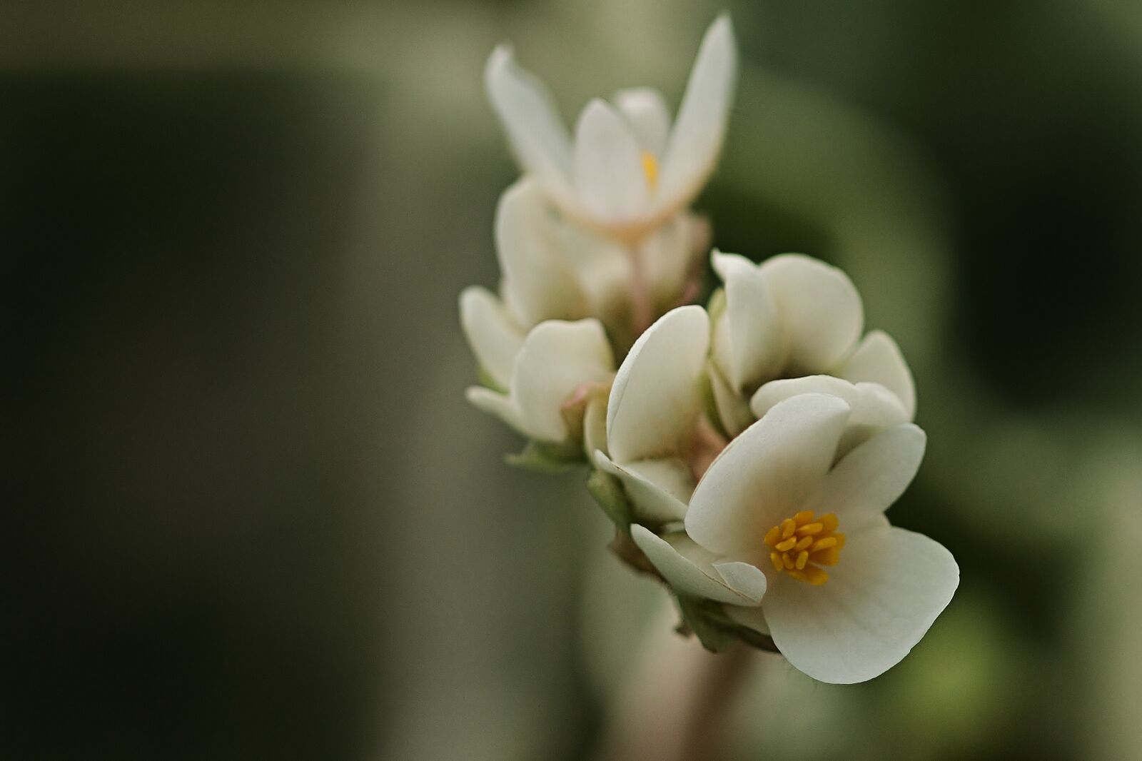 Nikon D5200 sample photo. Blossom, bloom, begonia photography