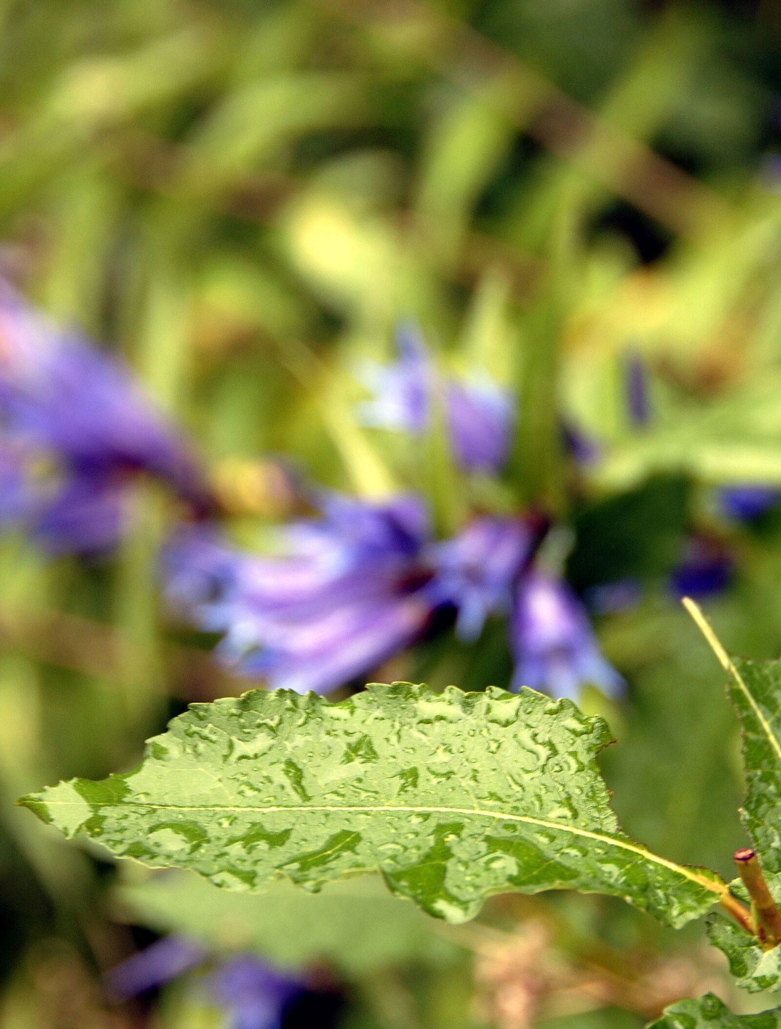 Nikon D200 sample photo. Sheet, detail, nature photography