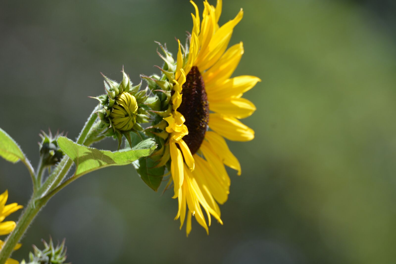 Nikon D7100 sample photo. Sunflower, morning beauty, happiness photography