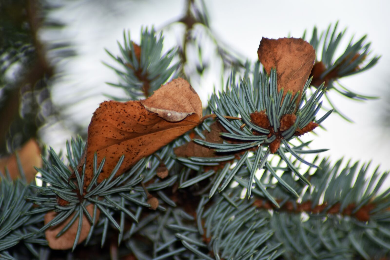 Nikon D3400 sample photo. Pine wood, spike, holidays photography