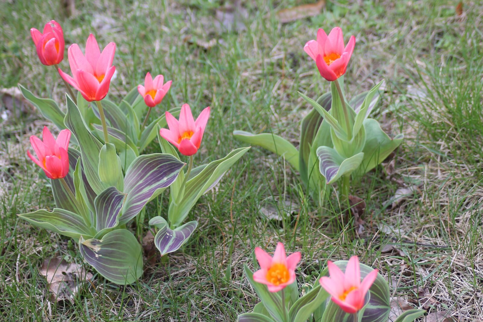 Canon EOS 1100D (EOS Rebel T3 / EOS Kiss X50) sample photo. Flower meadow, spring, tulips photography