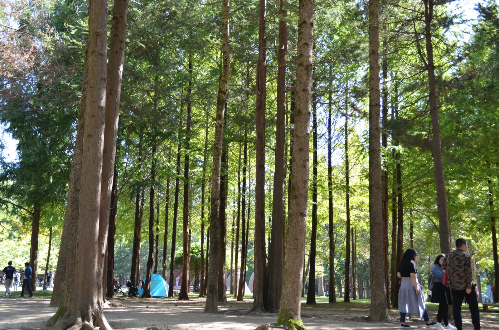 Nikon D5100 sample photo. Korean, pine, tree photography