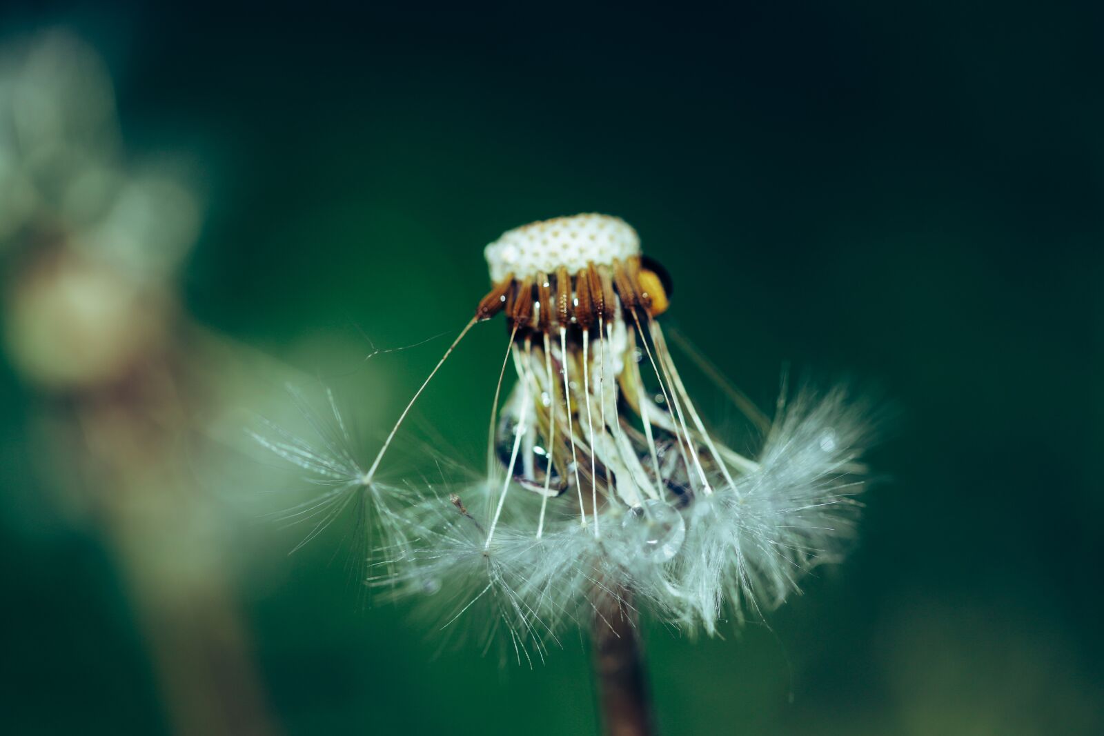 Canon EOS R sample photo. Dandelion, withered, faded photography