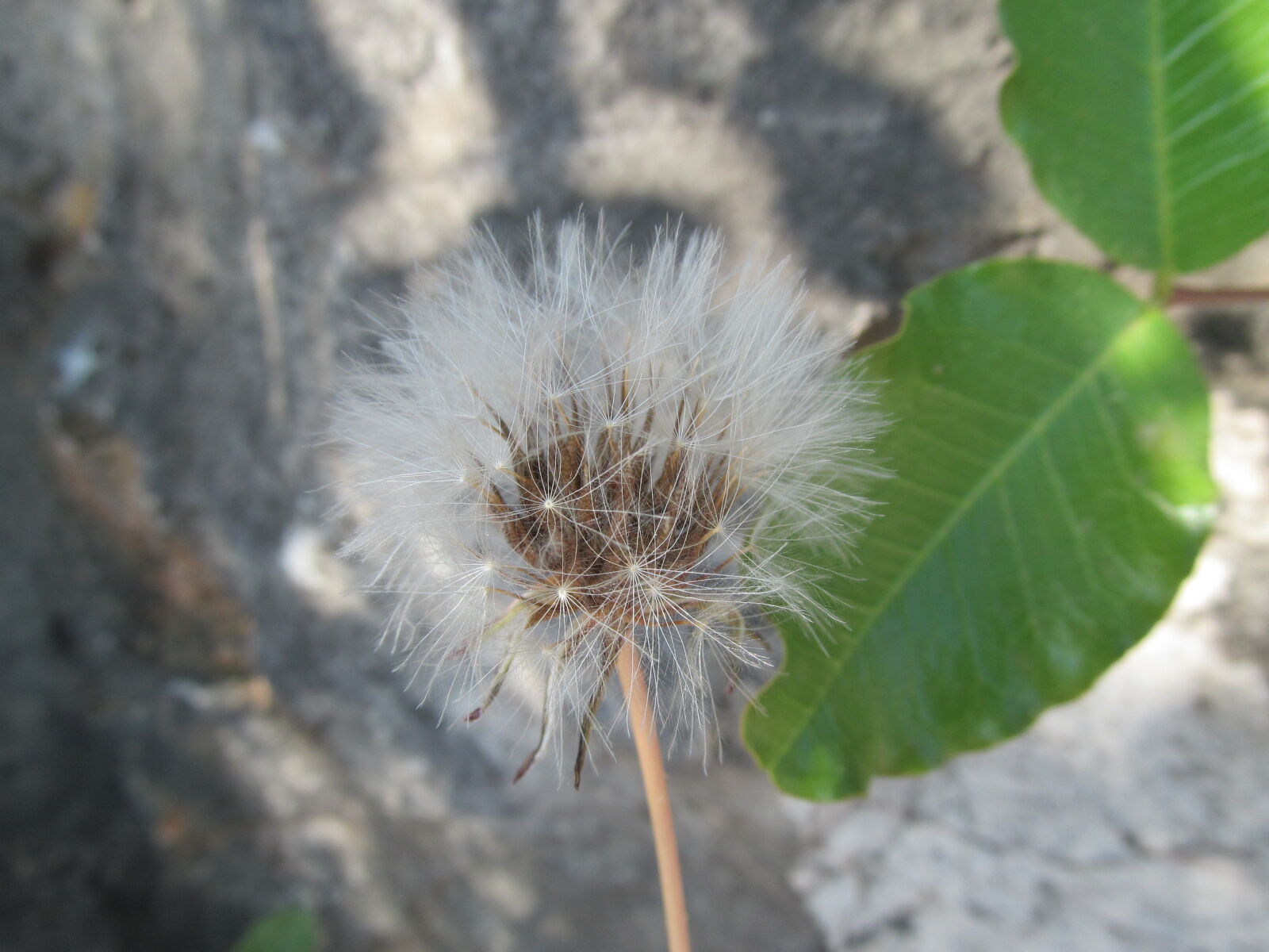 Canon PowerShot SX150 IS sample photo. Flower, macro, nature photography