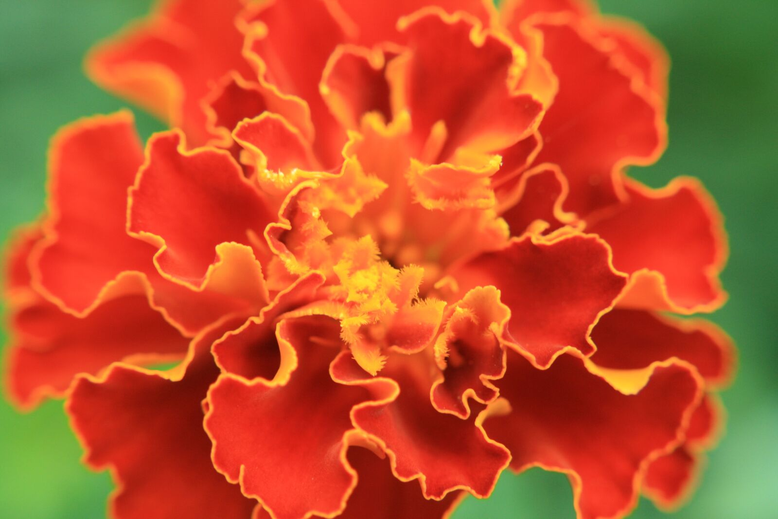 Canon EOS 1000D (EOS Digital Rebel XS / EOS Kiss F) sample photo. Marigold, flower, nature photography
