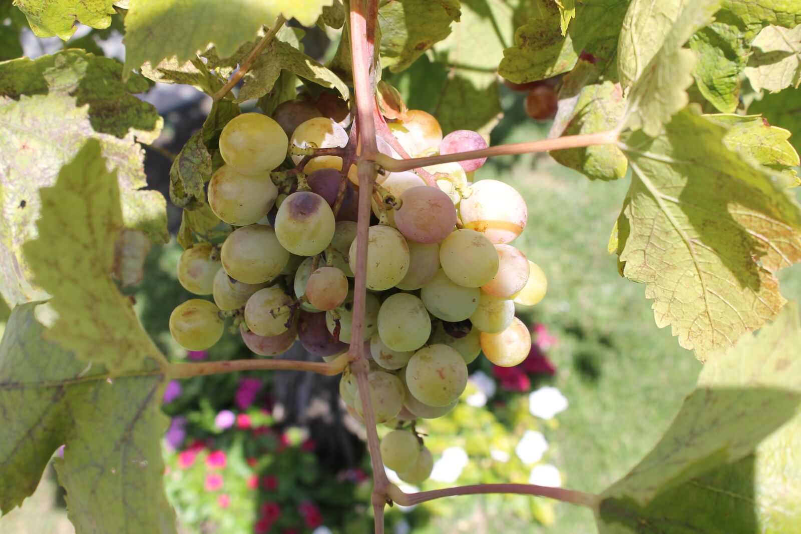 Canon EOS 1100D (EOS Rebel T3 / EOS Kiss X50) sample photo. Grapes, wine, sicily photography