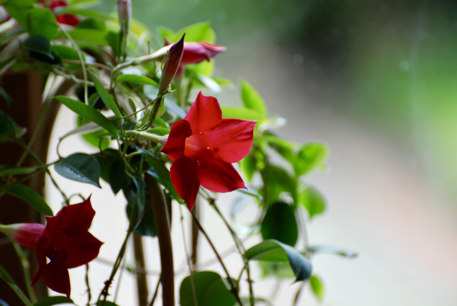 Nikon D80 sample photo. Red, flower, plant photography