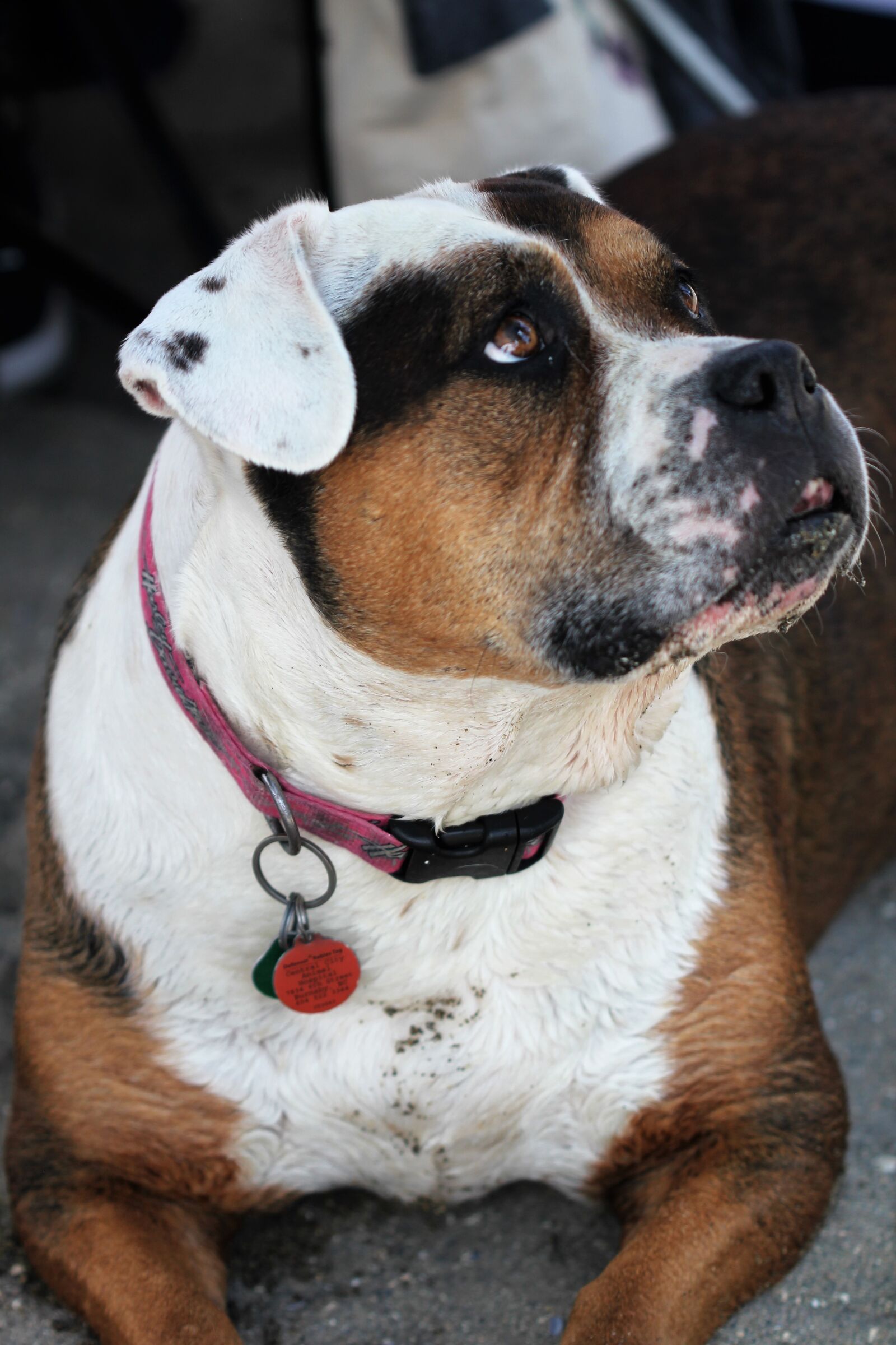 Canon EOS 550D (EOS Rebel T2i / EOS Kiss X4) sample photo. Dog, puppy, pet photography