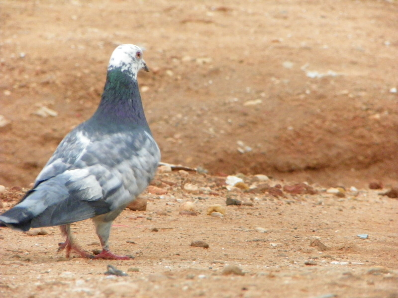 Kodak EasyShare Z981 sample photo. We, called, gumreya, in photography