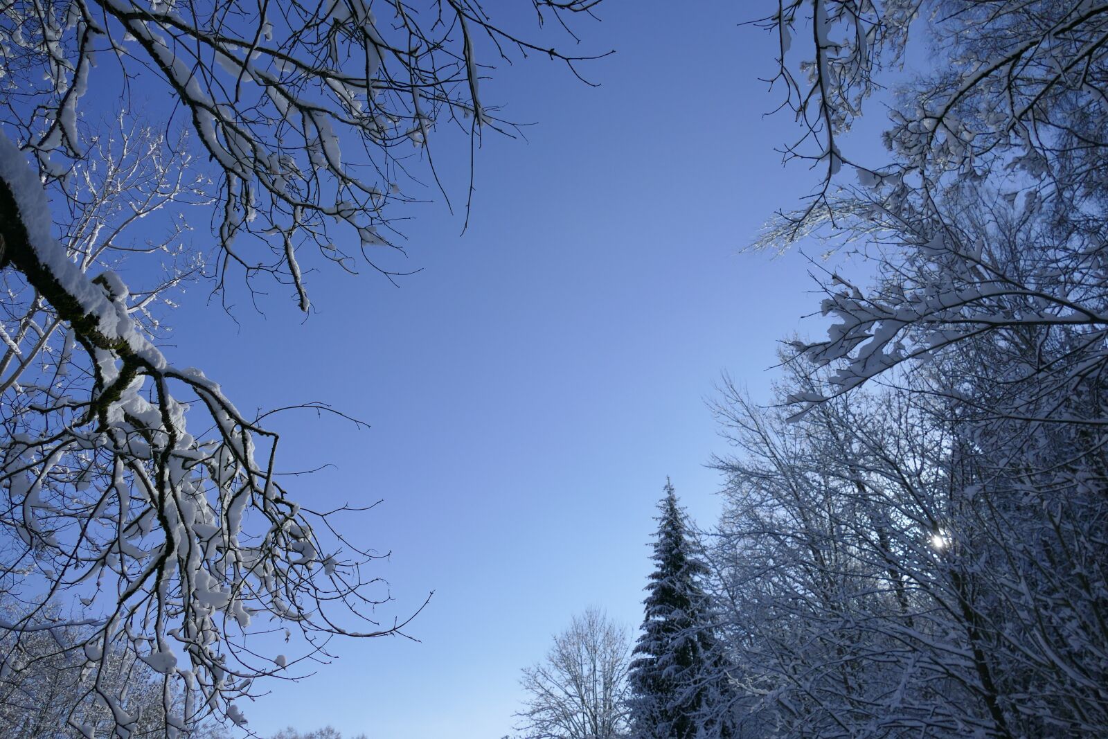 Panasonic Lumix DMC-FZ1000 sample photo. Winter, tree, woods photography