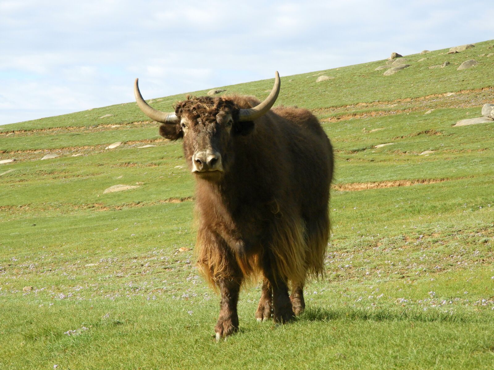 Nikon Coolpix B700 sample photo. Mongolia, yaki, summer photography
