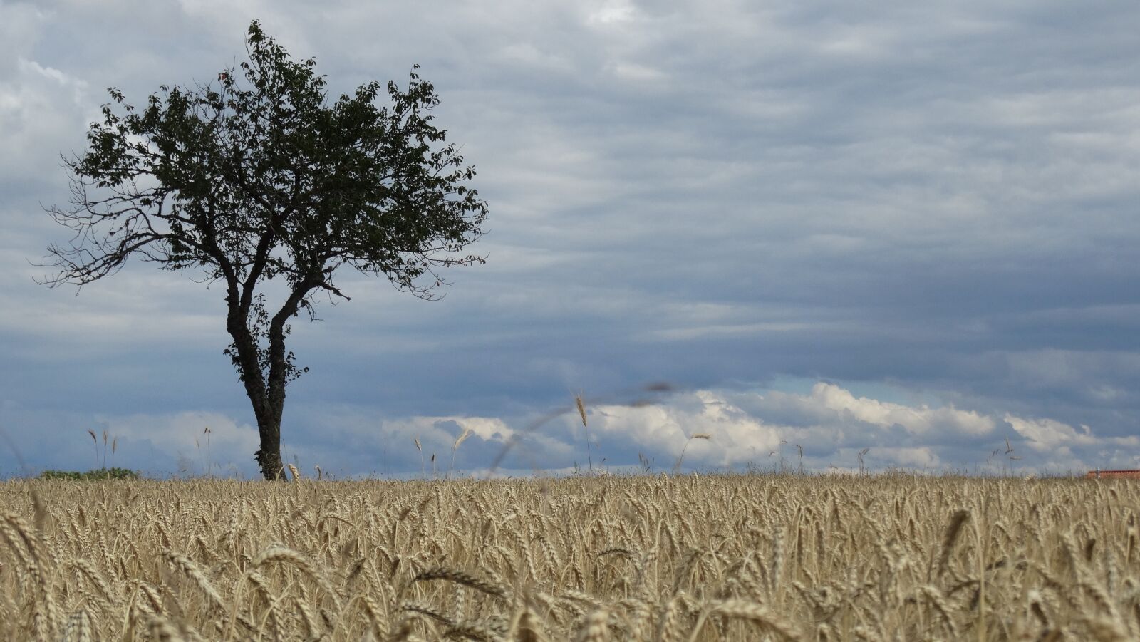 Sony Cyber-shot DSC-HX300 sample photo. Wheat, nature, farm photography