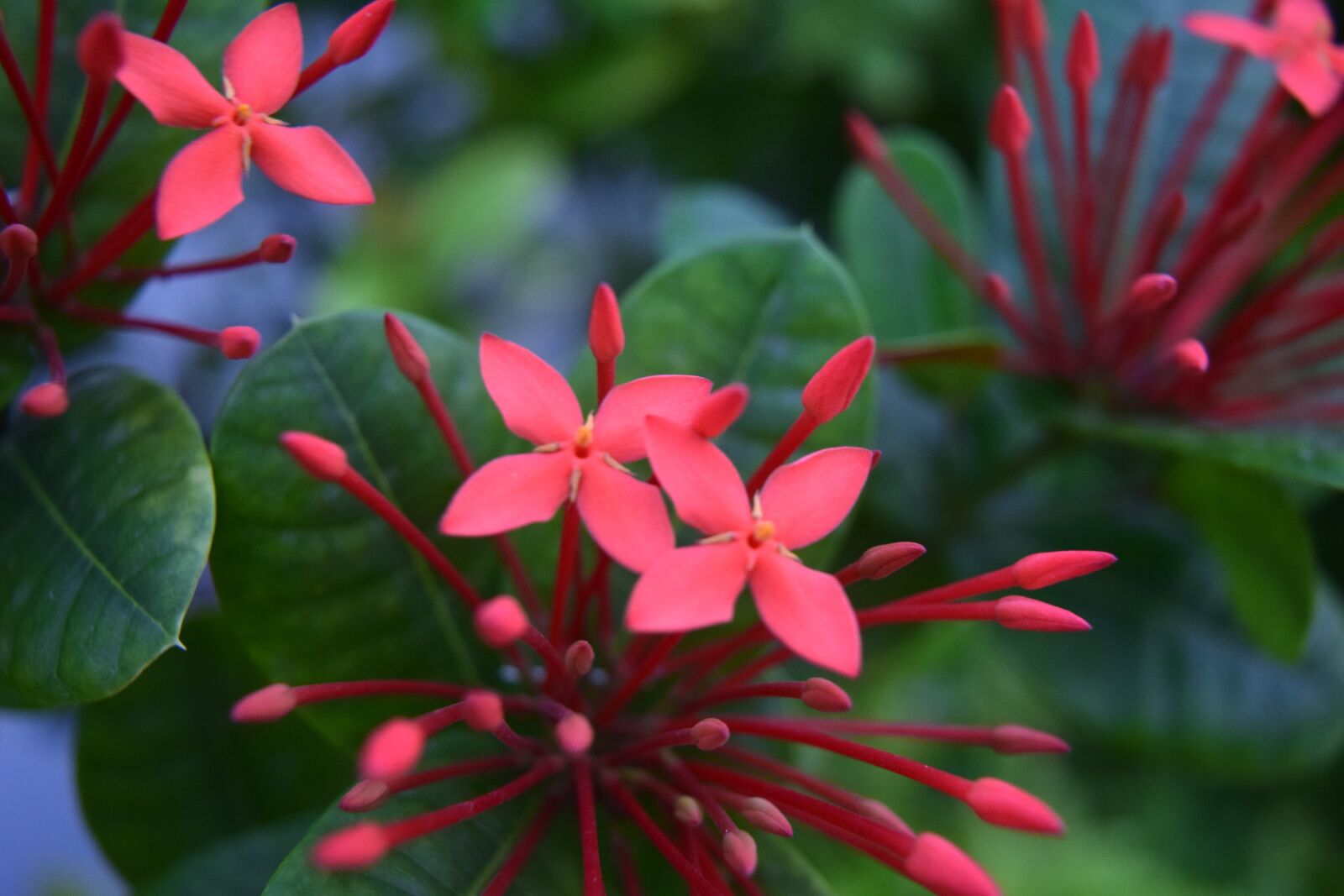 Nikon D5300 sample photo. Flowers, red, star photography