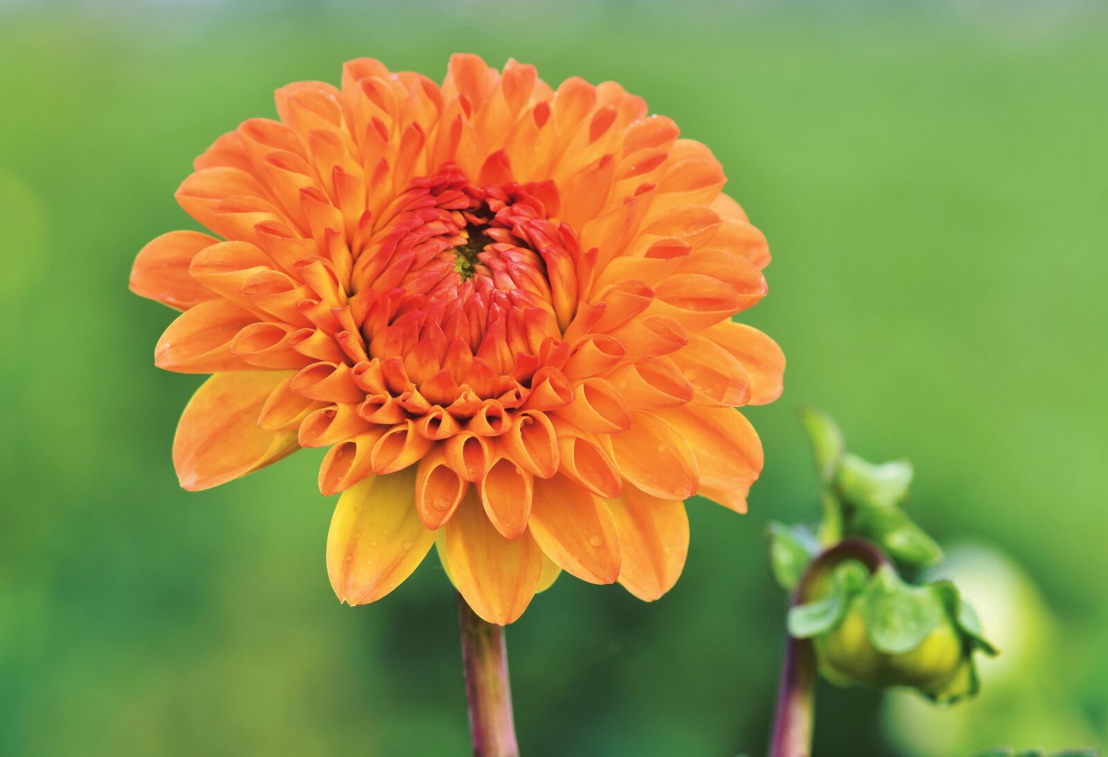 Nikon D7200 sample photo. Dahlia, dahlias bud, flower photography
