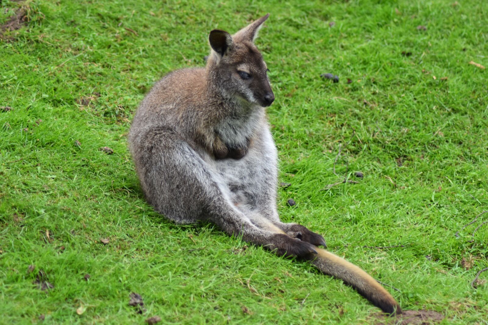 Nikon D7200 sample photo. Kangaroo, wallaby, australia photography