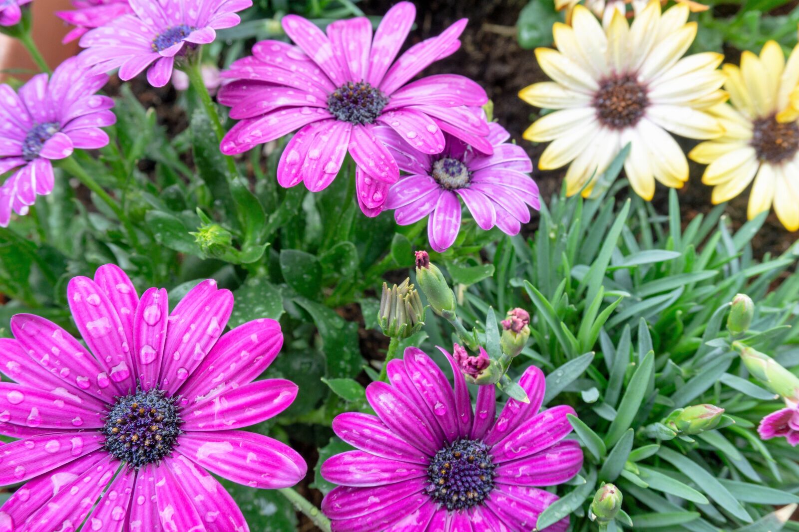 Sony a6000 sample photo. Flower, nature, plant photography