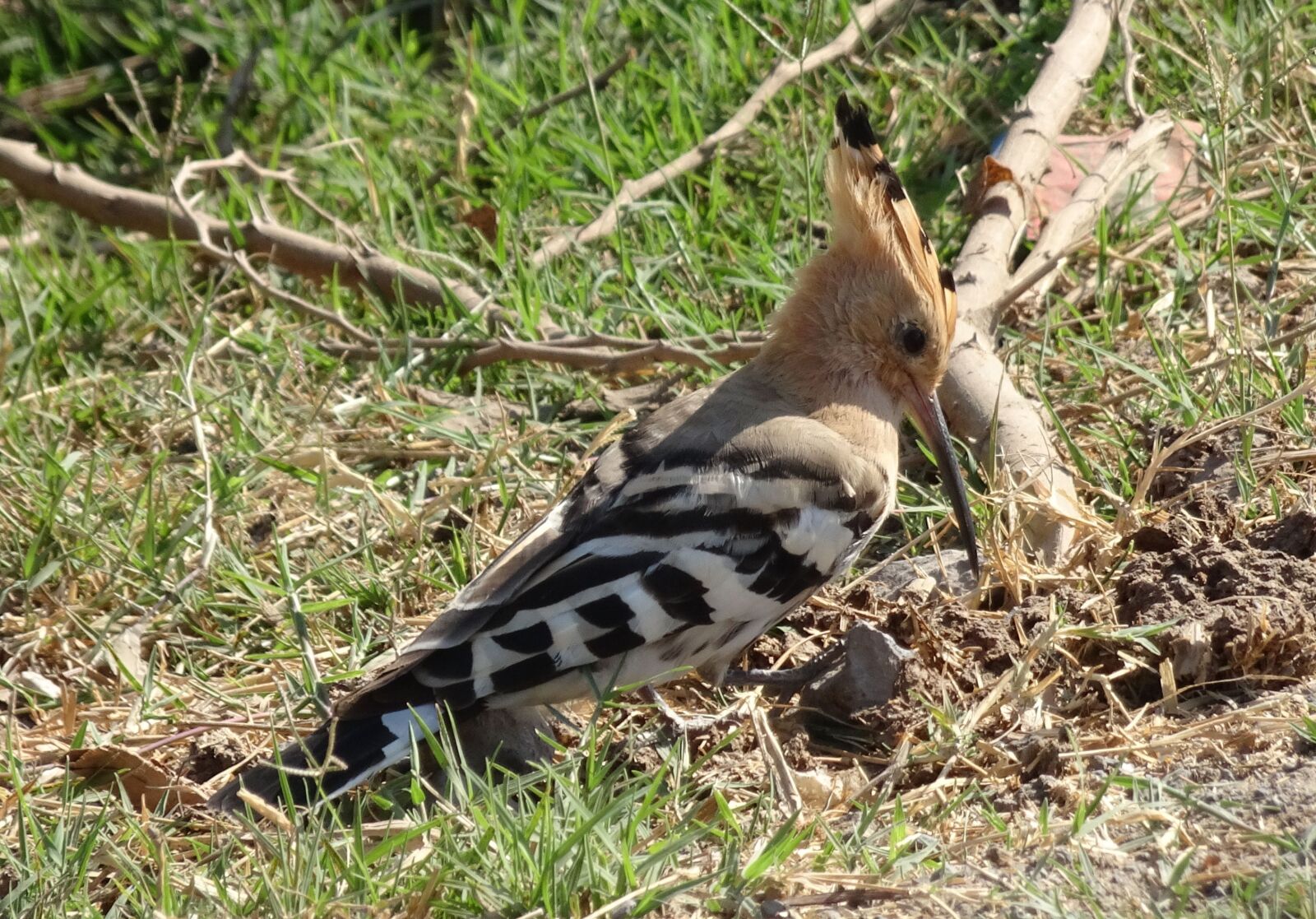 Sony Cyber-shot DSC-HX90V sample photo. Bird, avian, hoopoe photography