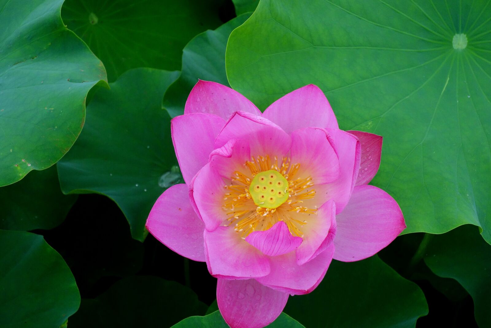 Sony Cyber-shot DSC-RX100 sample photo. Flowers, anapji, lotus photography