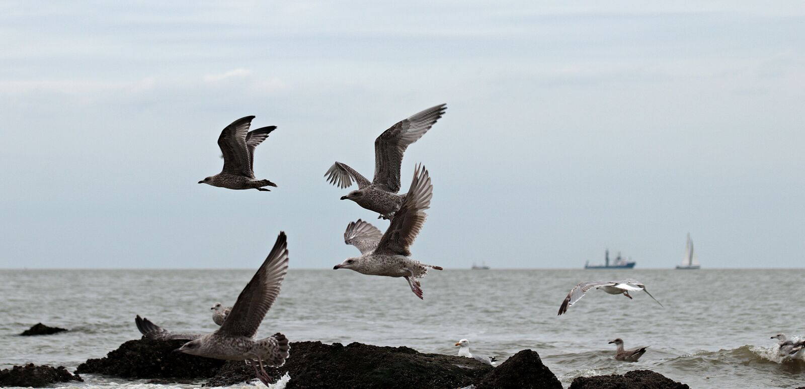 Canon EOS 80D sample photo. Gulls, north sea, beach photography