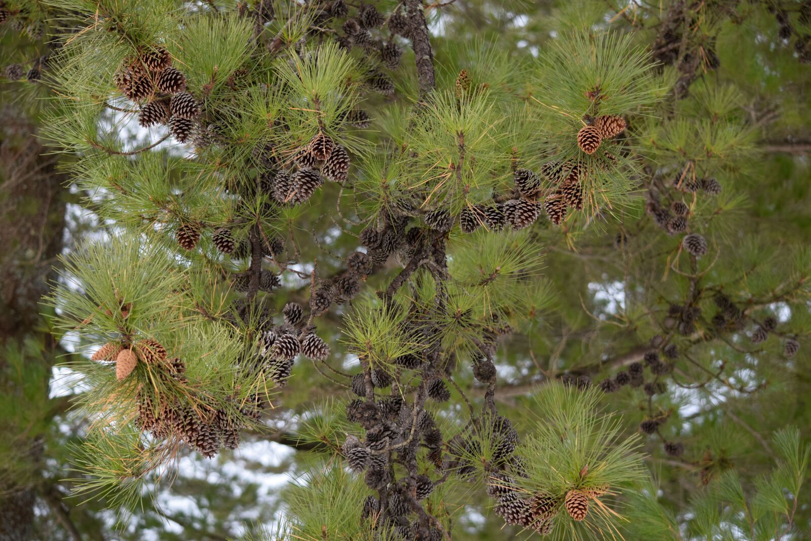 Nikon D5300 sample photo. Pine-cones, evergreen, tree photography