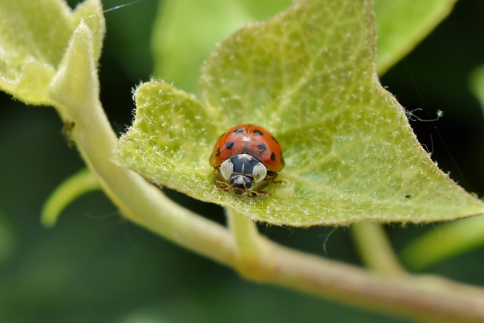 Nikon D5500 sample photo. Detail, green leaves, ladybug photography