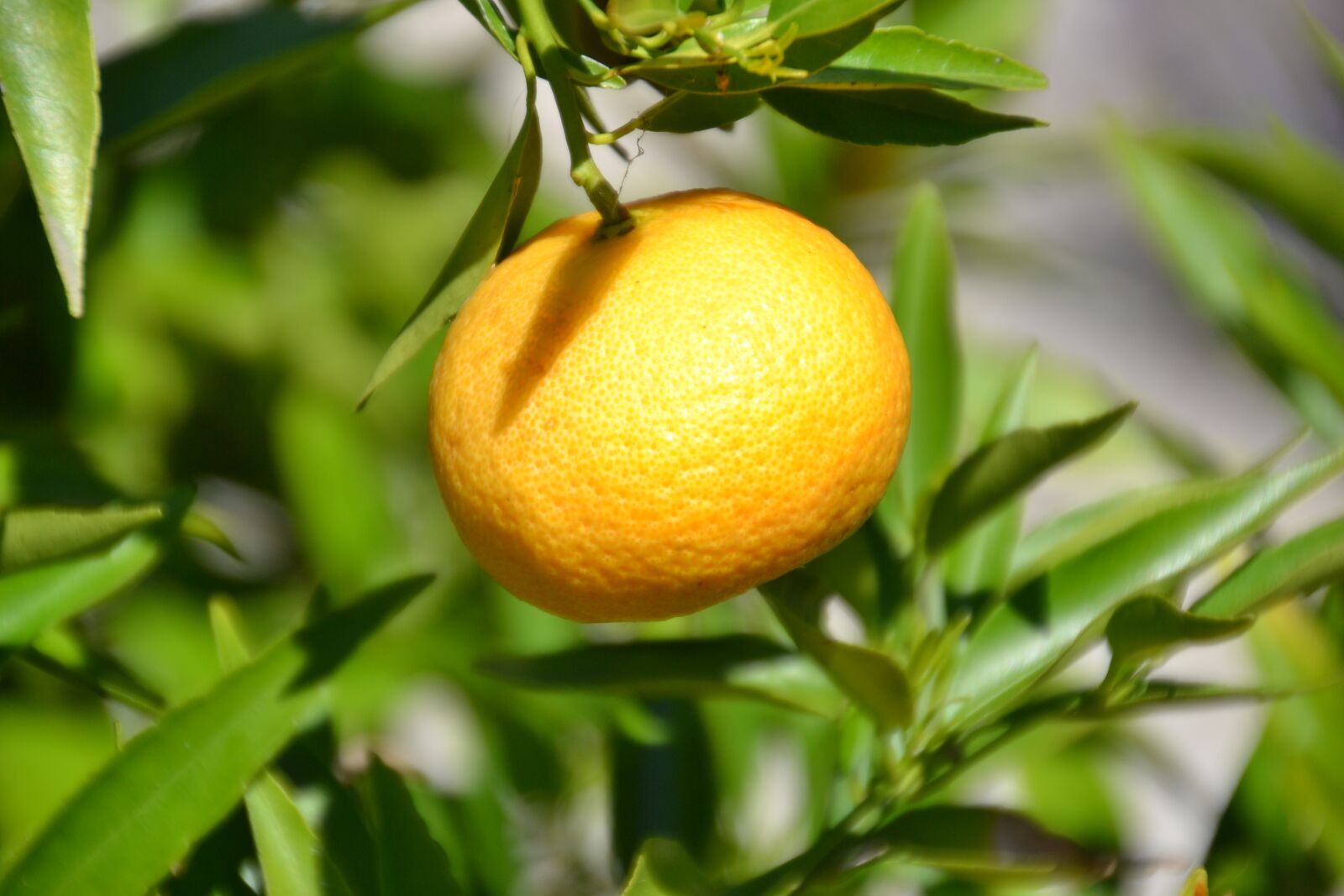 Nikon D3100 sample photo. Mandarin, fruit, vitamins photography