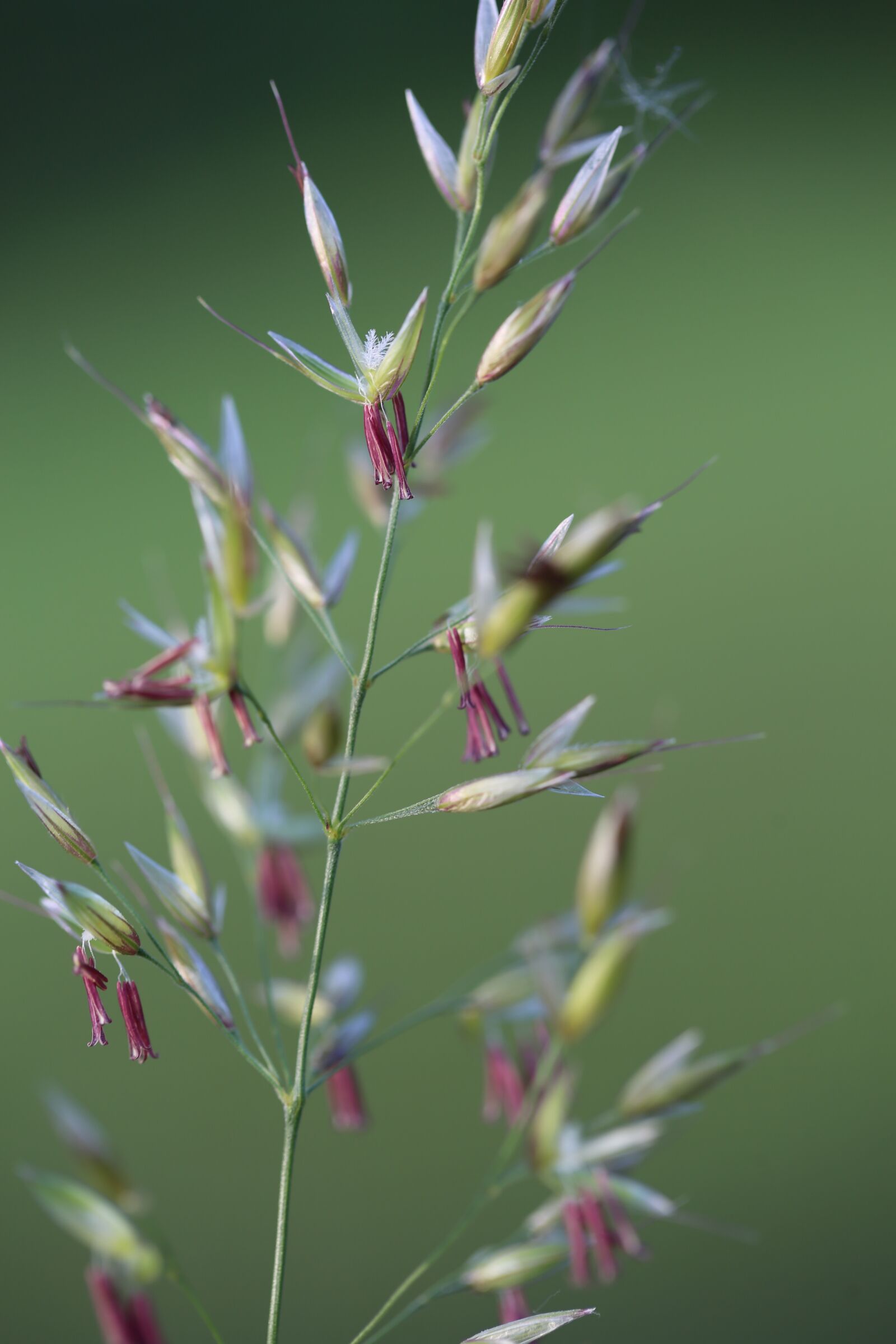 Canon EF 100mm F2.8L Macro IS USM sample photo. Grasses, halme, meadow photography
