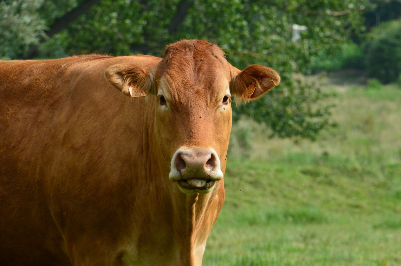 Nikon D3200 sample photo. Cow, mammal, cattle photography
