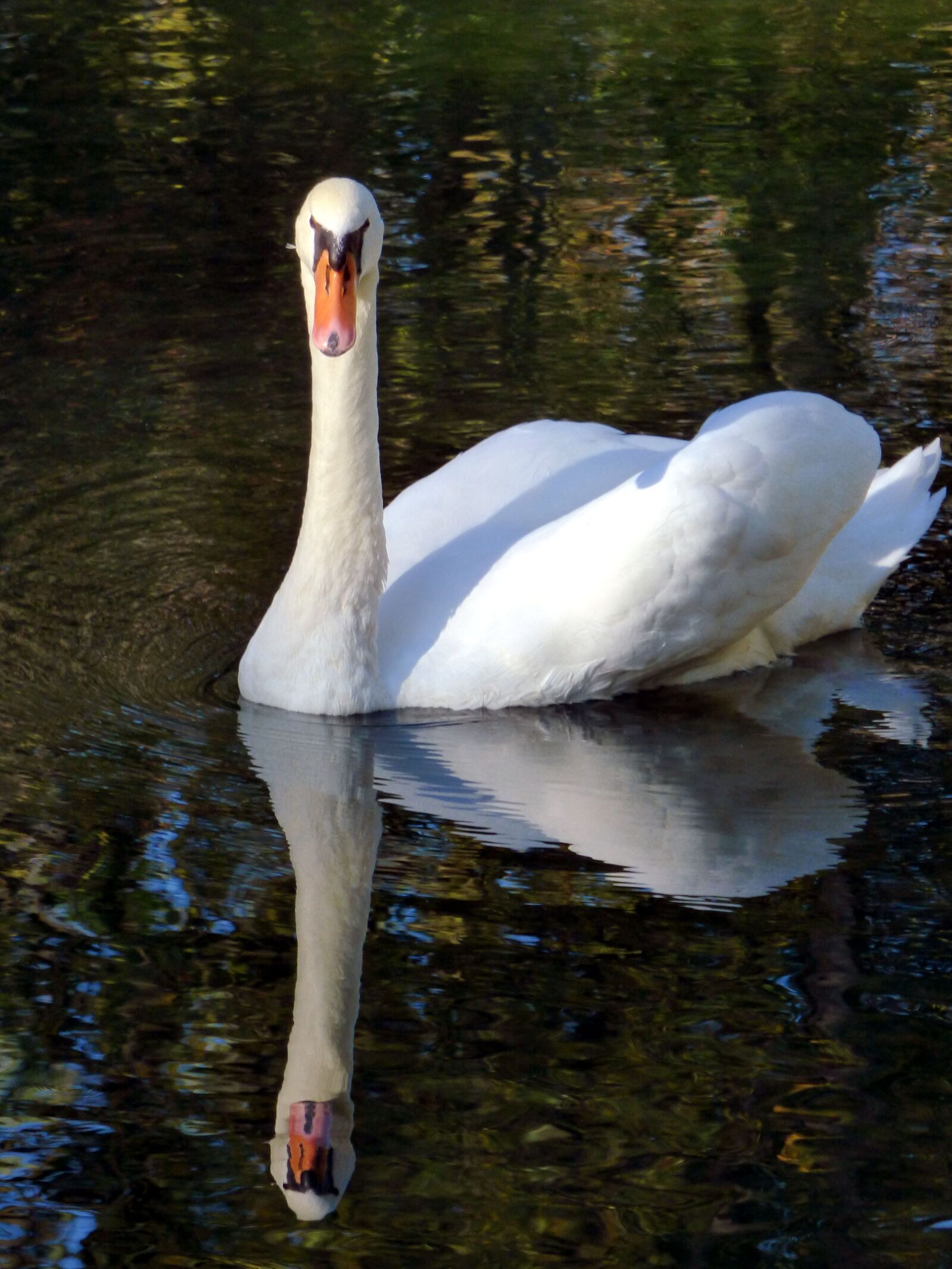 Panasonic DMC-FZ72 sample photo. Swan, beak, nature photography