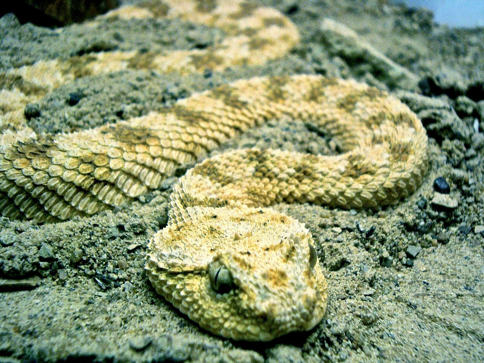 Sony Cyber-shot DSC-W120 sample photo. Snake, animal, reptile photography