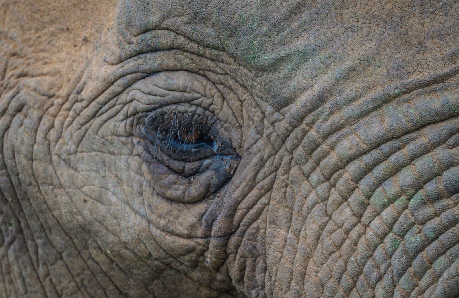 Sony a6000 + Sony FE 70-300mm F4.5-5.6 G OSS sample photo. Elephant, mammal, africa photography