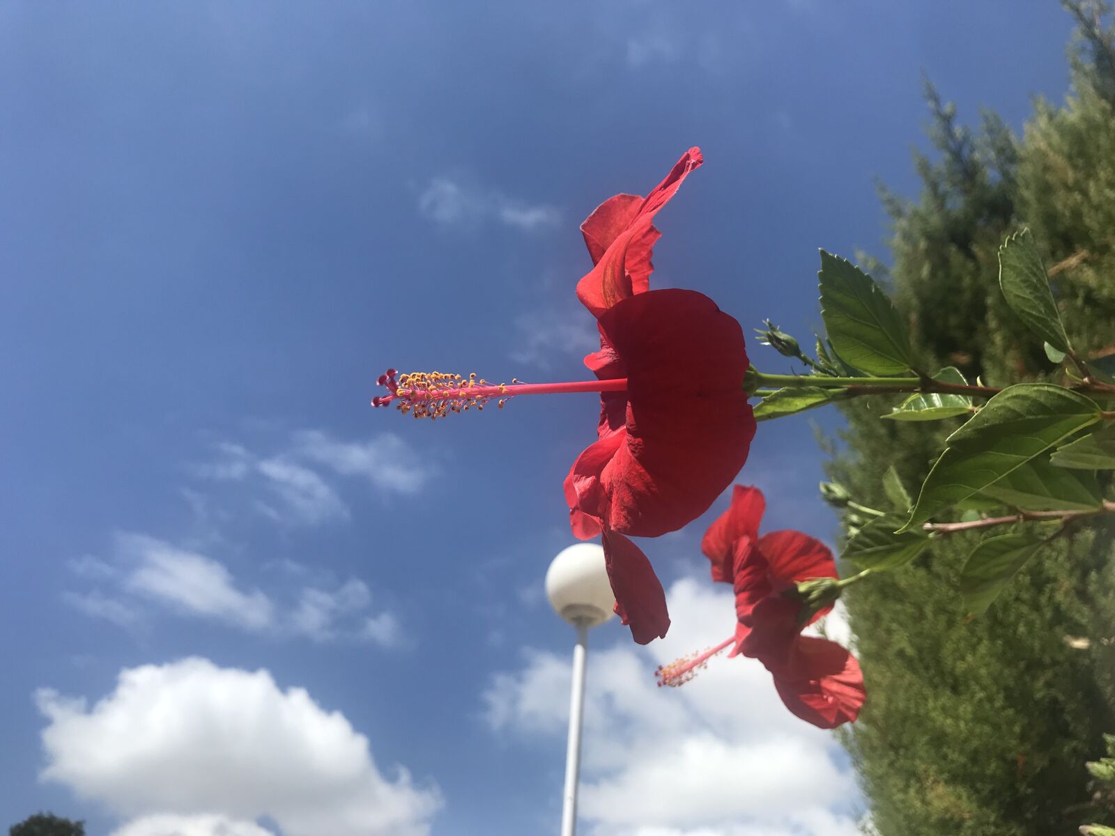 iPhone 7 back camera 3.99mm f/1.8 sample photo. Flower, red, sky photography