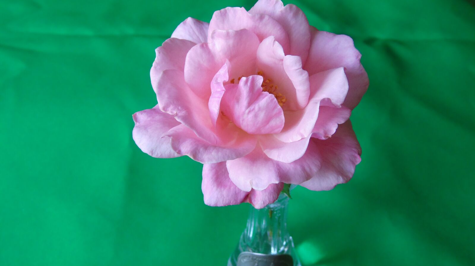 Sony Cyber-shot DSC-H400 sample photo. Rose, flower, pink photography
