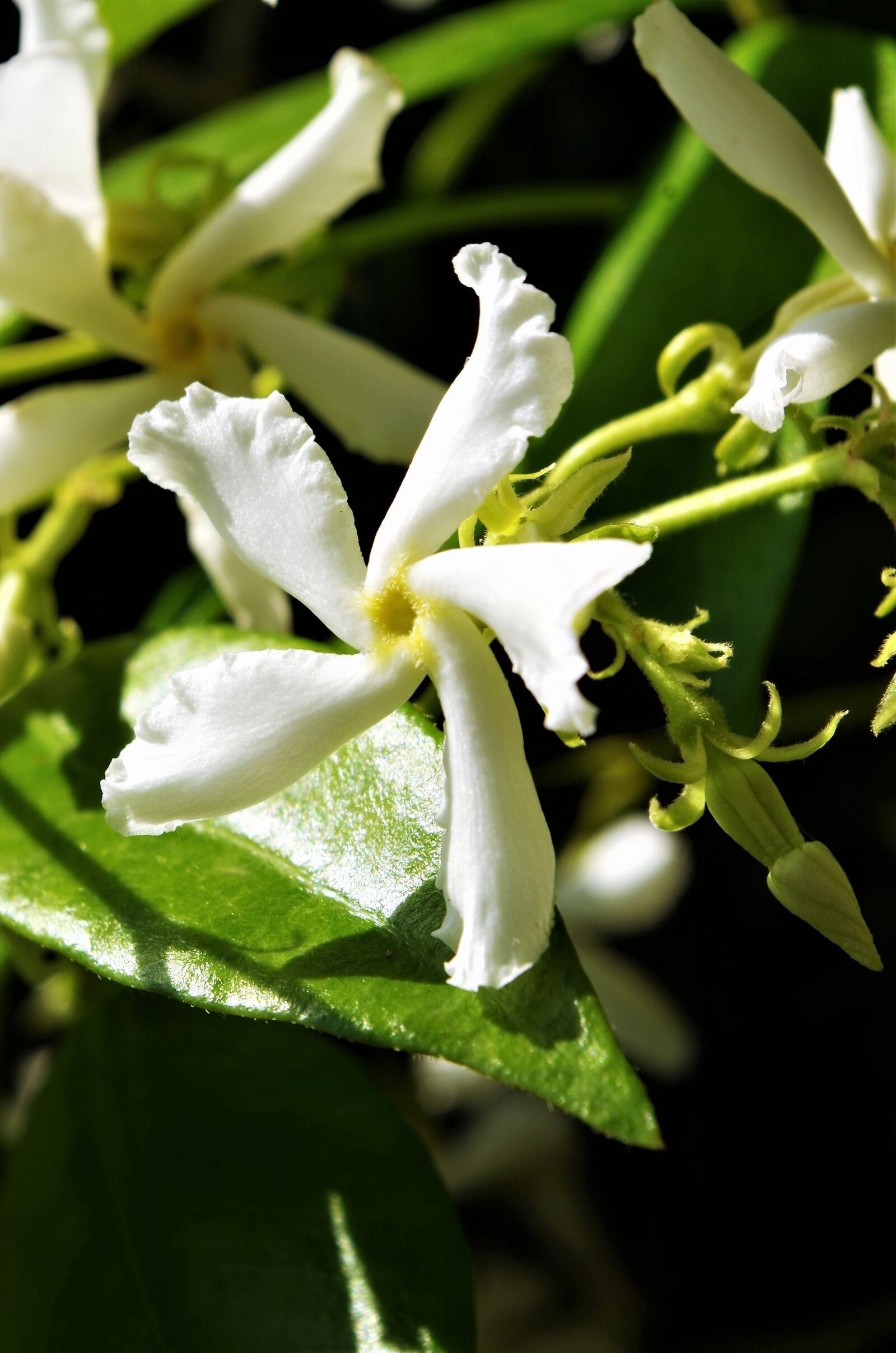 Pentax K-50 sample photo. Flower, white flower photography