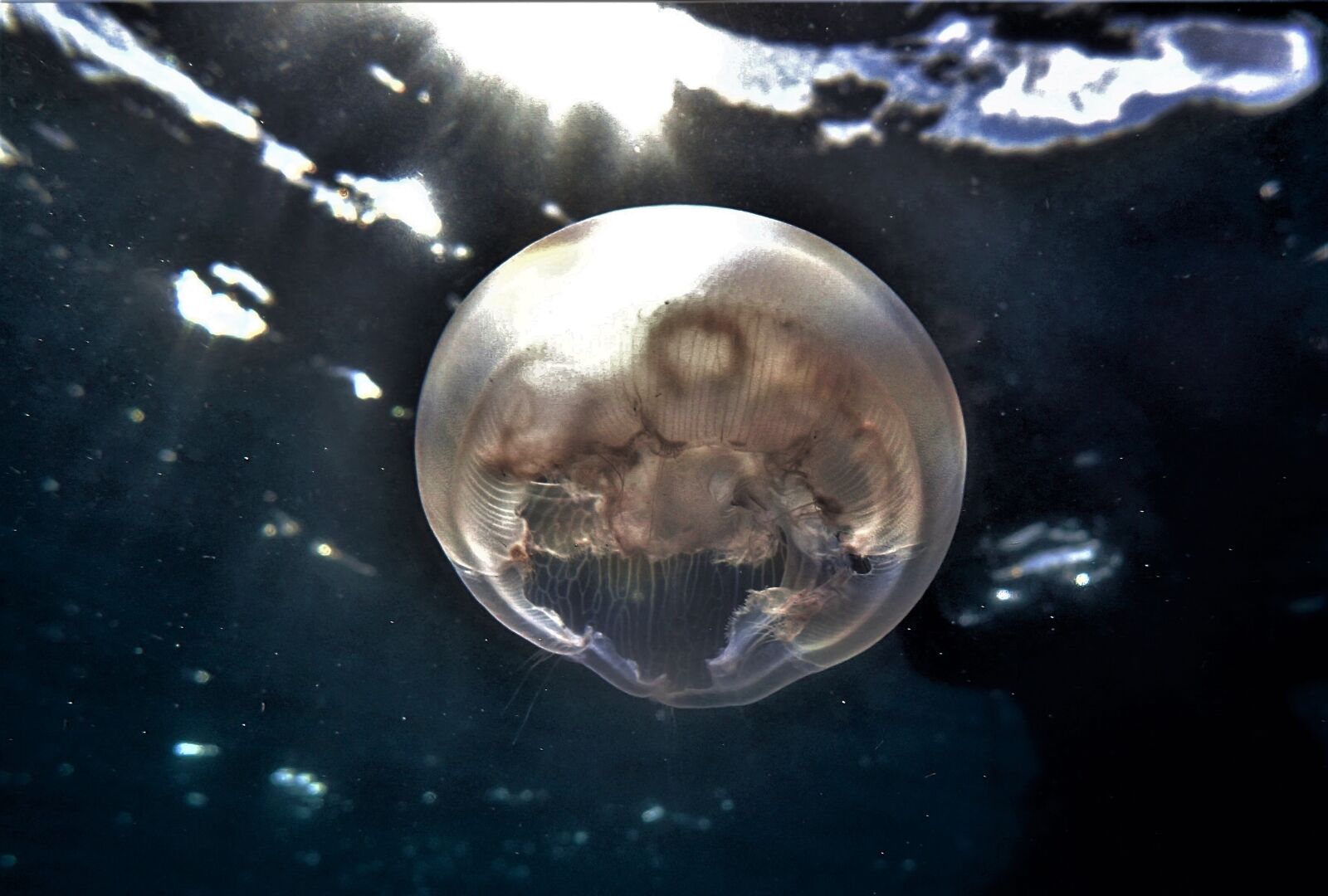 Olympus TG-4 sample photo. Jellyfish, great barrier reef photography