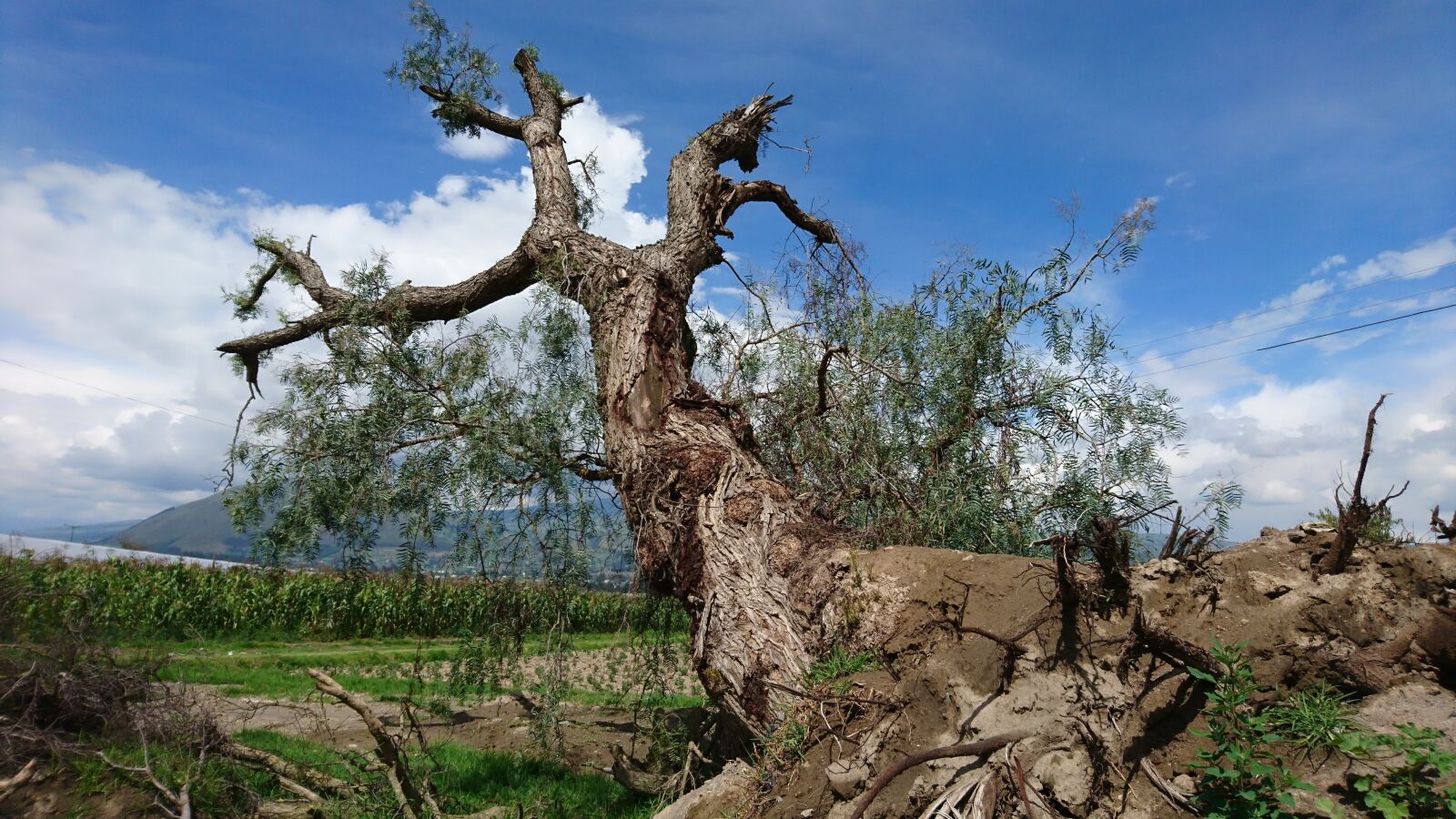 Sony Xperia X sample photo. Tree, ambato, ecudador photography