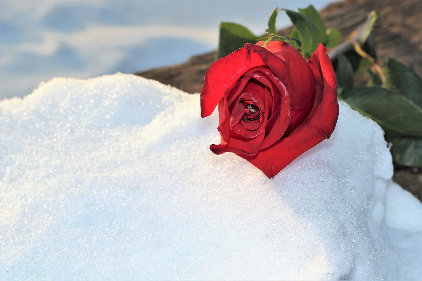 Canon EOS 600D (Rebel EOS T3i / EOS Kiss X5) + Canon EF 50mm F1.8 II sample photo. Frozen red rose in photography