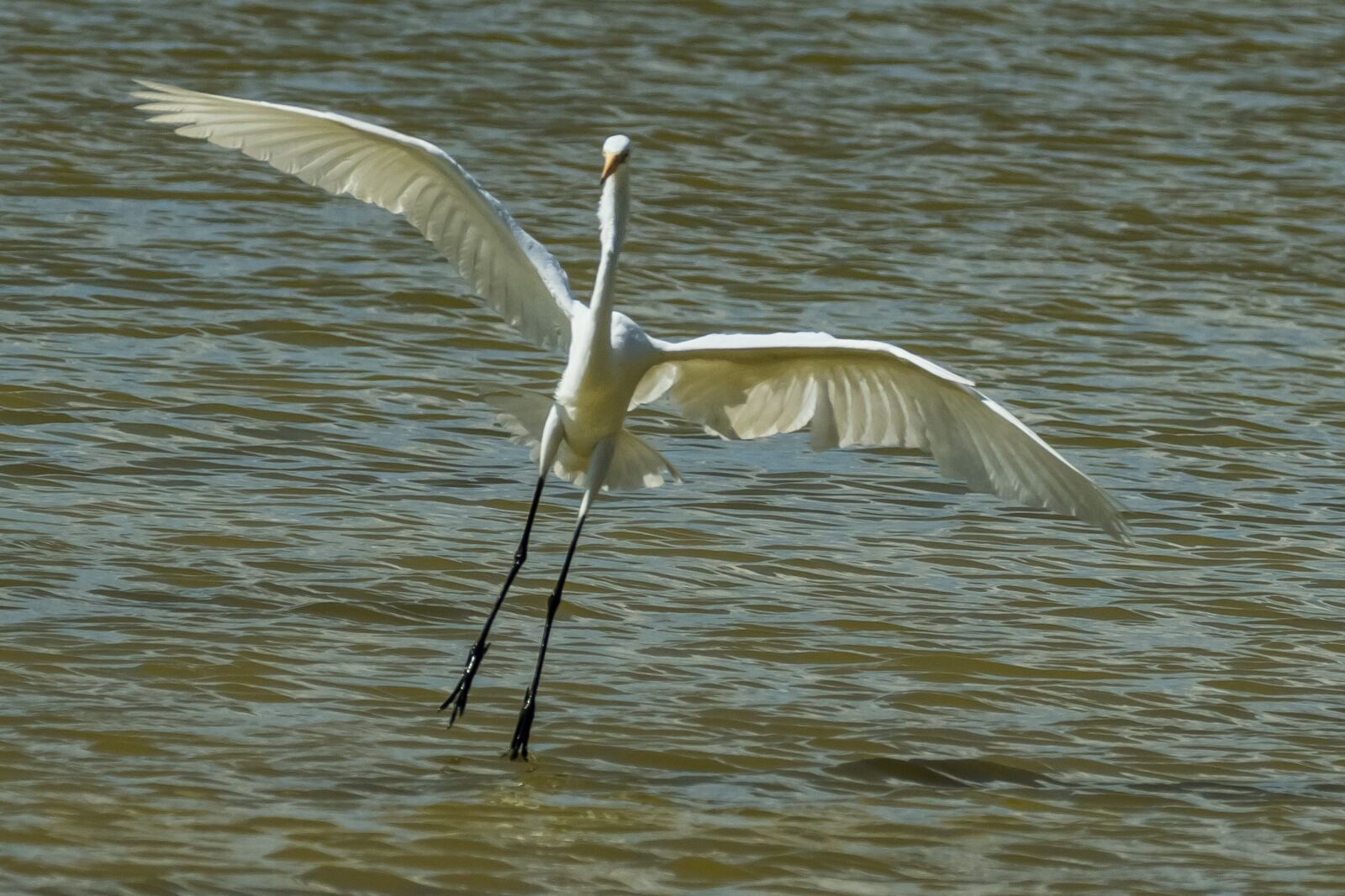 Canon EOS 7D Mark II sample photo. Cuba, cayo santa maria photography