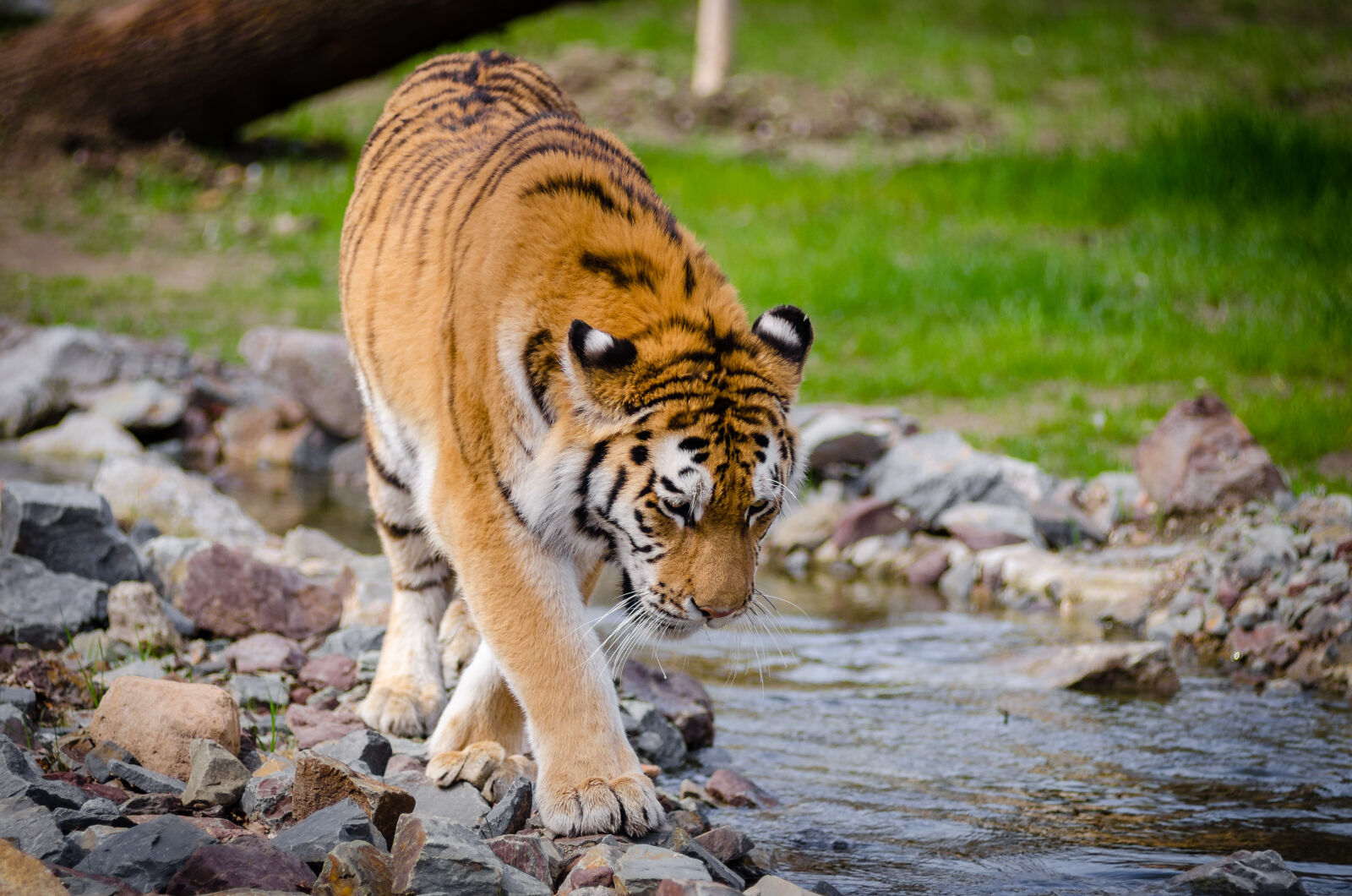AF Zoom-Nikkor 80-200mm f/2.8 ED sample photo. Tiger, near, river, at photography