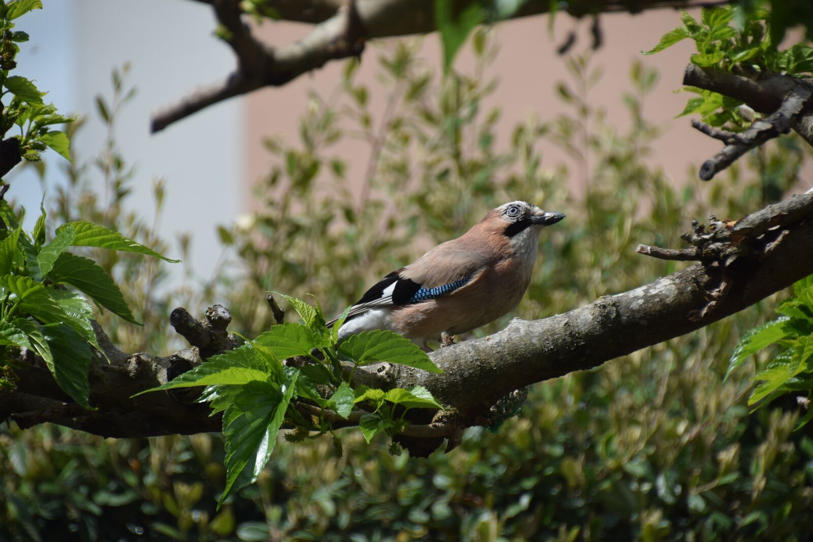 Nikon D5300 sample photo. Tree, jay, nature photography