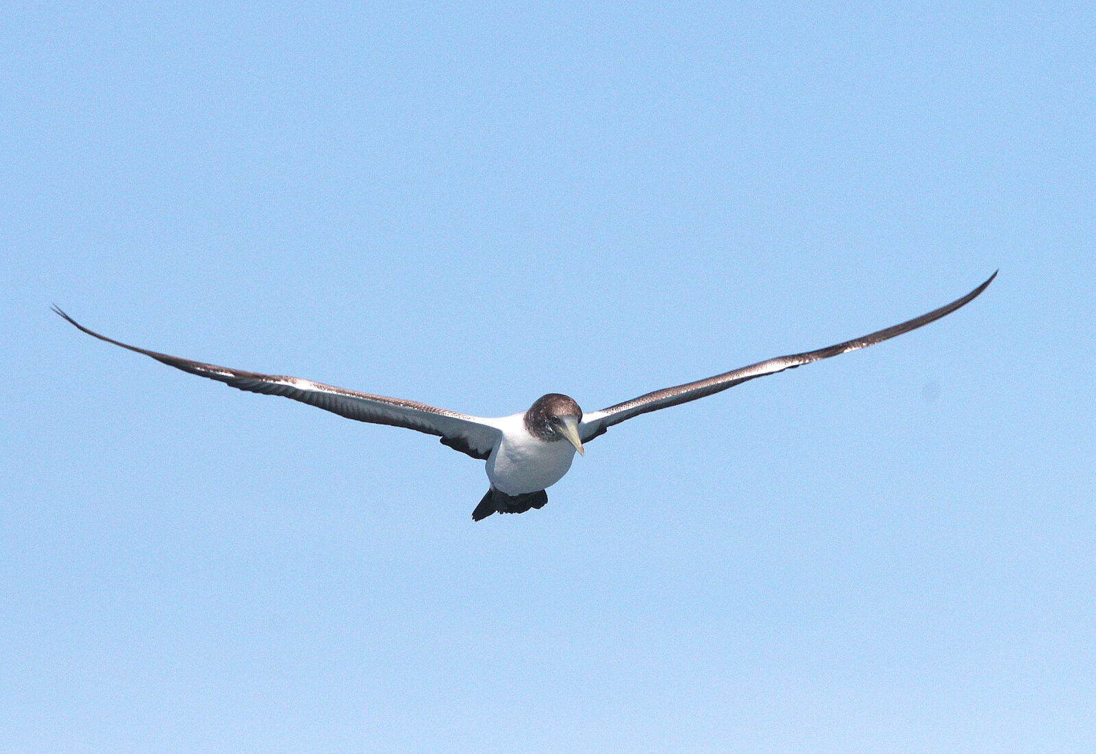 Canon EF 300mm F4L IS USM sample photo